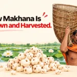 How Makhana Is Grown and Harvested